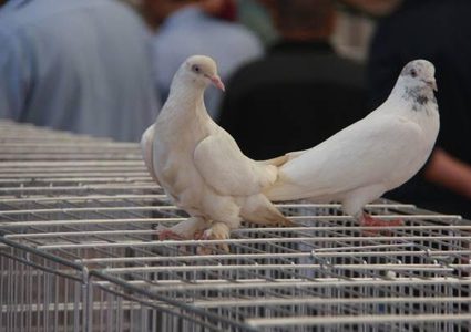 الطيور في غزة.. هواية ومصدر رزق