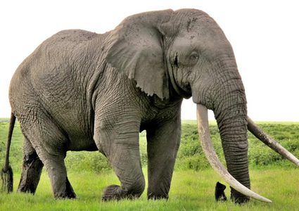 فيل يسحق صياد ويقتل برصاصة