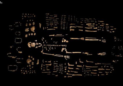 إفتتاح معرض لعظام أشباه البشر