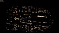 إفتتاح معرض لعظام أشباه البشر