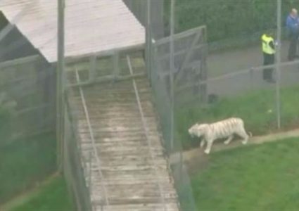 نمر يقتل حارسته في حديقة الحيوانات