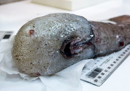 العثور على سمكة غريبة قرب الشواطئ الأسترالية