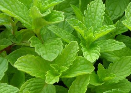 النعناع .. صيدلية كاملة