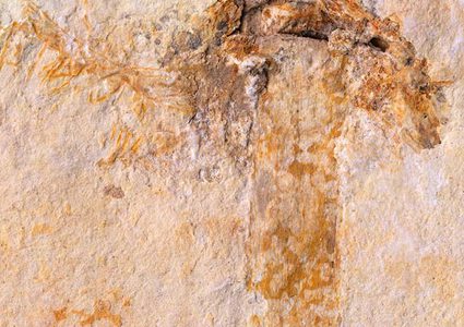 العثور على أقدم فطر في العالم بعمر 115 مليون سنة