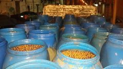 ضبط سبعة أطنان ونصف مخلل زيتون فاسد في سلفيت