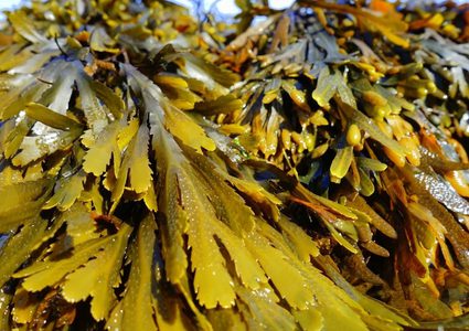 علماء روس يستخدمون الفطر البحري لتطوير علاج للسرطان