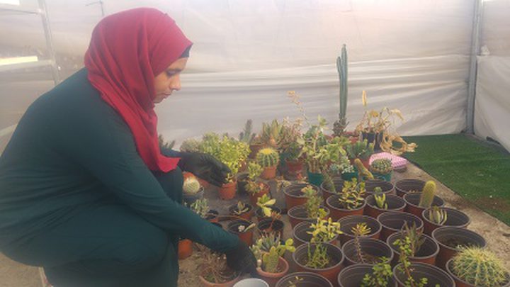 حنين تقيم أول مزرعة للصباريات في الضفة