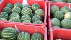 ضبط 24 صندوقا كبيرا من البطيخ المهرب