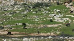 "ابقار المستوطنين" في اراضي الفلسطينيين