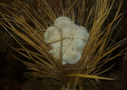 نساء العرقة ينتجن فطرًا منزليًّا خاليًا من المواد الضارة