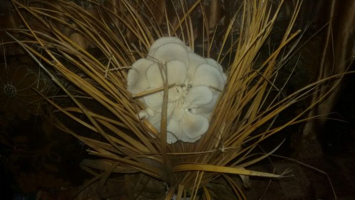 نساء العرقة ينتجن فطرًا منزليًّا خاليًا من المواد الضارة