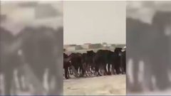 حصار قطر.. المواشي تدفع الثمن أيضاً