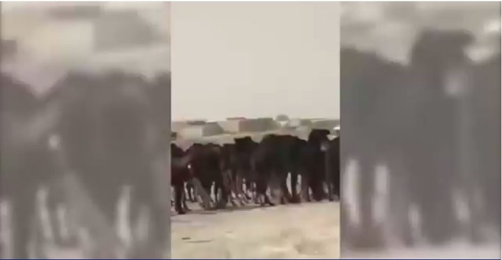 حصار قطر.. المواشي تدفع الثمن أيضاً