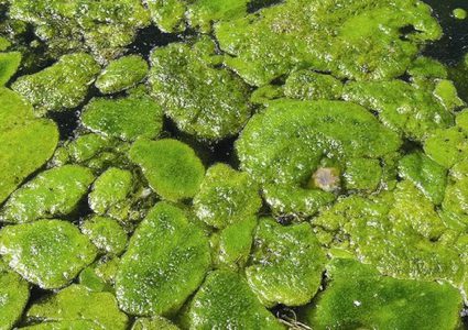 بكتيريا المستنقعات علاج لأمراض القلب