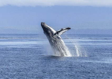 علماء : أجنة الحوت الأحدب مشابهة جينياً للبشر