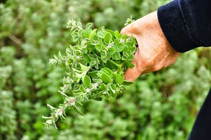 لعلاج آثار الحروق.. عليكم بهذه العشبة