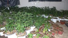 ضبط مشتل مواد مخدرة في أريحا