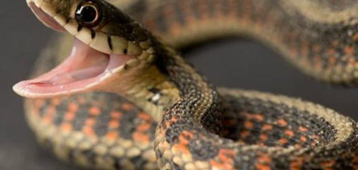 إصابة فلسطيني من باقة الشرقية بلدغة ثعبان