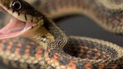 إصابة فلسطيني من باقة الشرقية بلدغة ثعبان