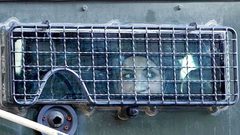 حرمان عائلة الأسيرة ابتسام شواهنة من زيارتها