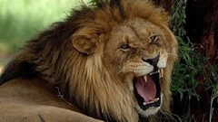 السلطات الأردنية: سنعاقب مطلقي خبر الأسد الهارب