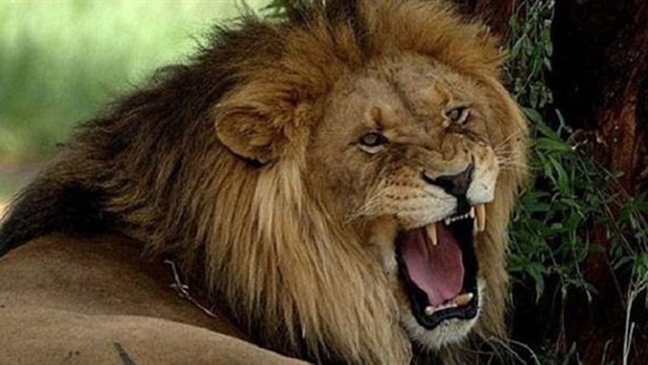 السلطات الأردنية: سنعاقب مطلقي خبر الأسد الهارب