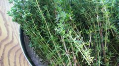 للتخلص من مختلف مشاكل الشعر... عليك بالزعتر البري