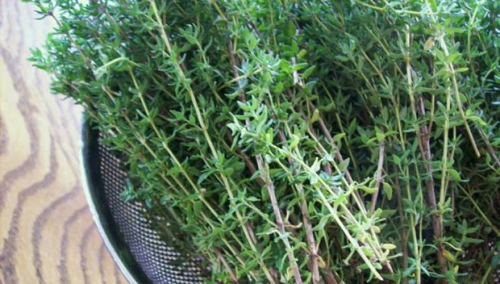 للتخلص من مختلف مشاكل الشعر... عليك بالزعتر البري