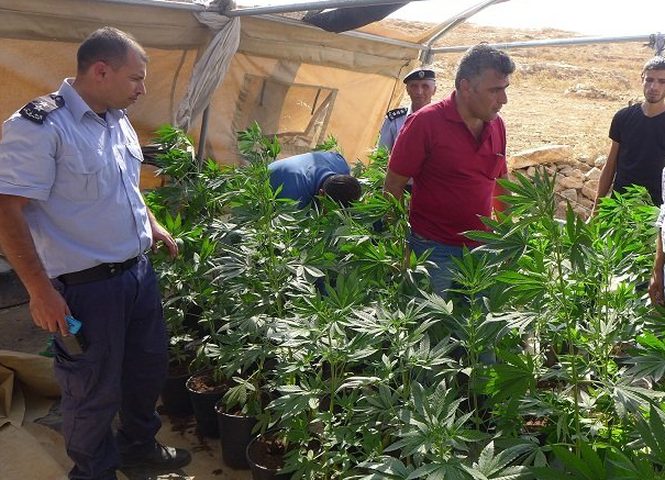 الشرطة تضبط بذور مارجوانا في طوباس