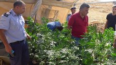 الشرطة تضبط بذور مارجوانا في طوباس