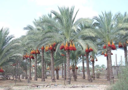 الذهب الاحمر.. ينتج أفضل مع ارتفاع درجات الحرارة هذا الموسم