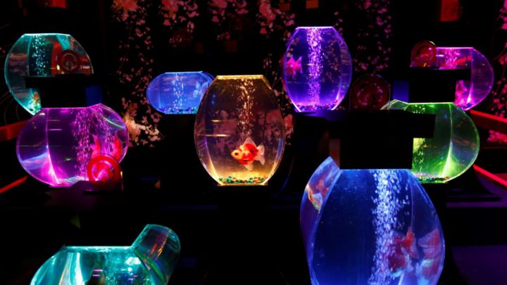 معرض فريد بالأسماك والأضواء الساطعة