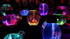 معرض فريد بالأسماك والأضواء الساطعة