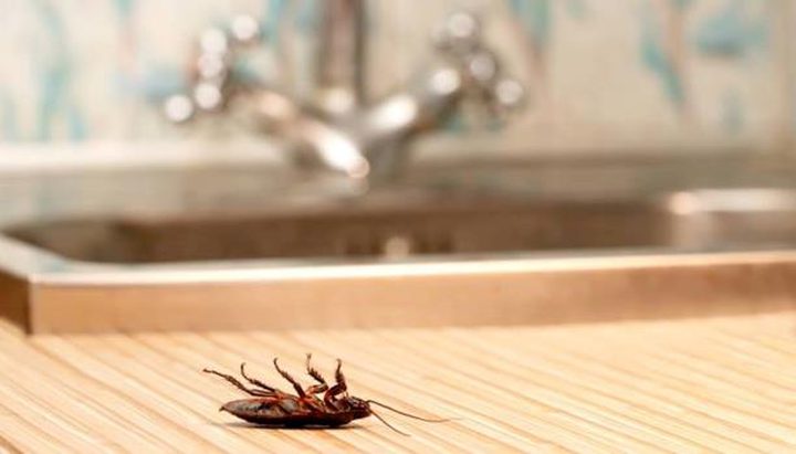 6 طرق طبيعية للتخلص من الصراصير..تعرف عليها