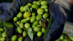 زيت الزيتون الفلسطيني