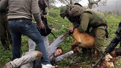 إصابة مواطن هاجمته كلاب المستوطنين في ياسوف