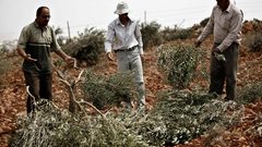 الاحتلال يقتلع اغراس زيتون في ديراستيا