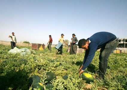 بطيخ غزّة يكفيها