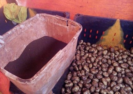 الفساد يضرب البطاطا !