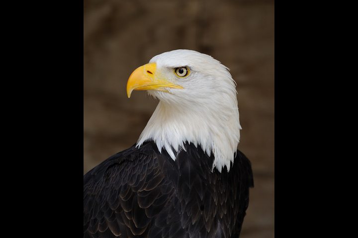 هذا ما يفعله النسر  عندما يمرض !