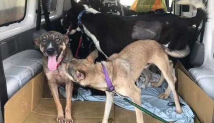 كندا تتبنى 15 كلبا من مدينة بيت لحم!