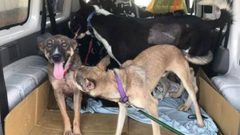 كندا تتبنى 15 كلبا من مدينة بيت لحم!