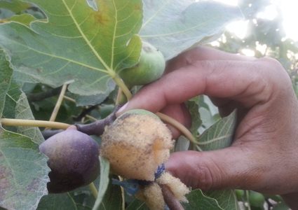 "مدهان" ونقطة زيت تنهضان "كنز" تل من ضموره (صور)