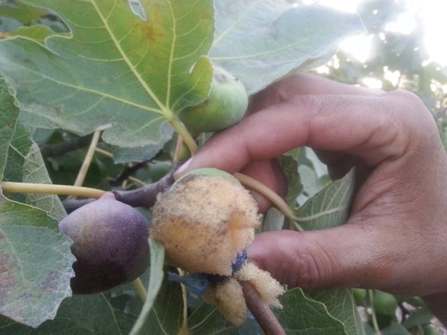 "مدهان" ونقطة زيت تنهضان "كنز" تل من ضموره (صور)