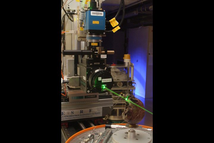 العثور على جمجمة عمرها 13 مليون سنة قد تكشف سر تطور القردة!