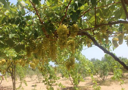 العنب الغزي يعاني شح التسويق