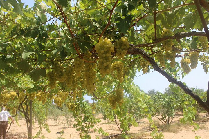 العنب الغزي يعاني شح التسويق