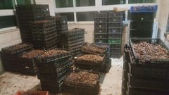 ضبط مصنع لتغليف التمور الفاسدة