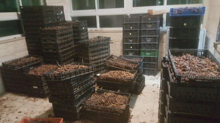 ضبط مصنع لتغليف التمور الفاسدة