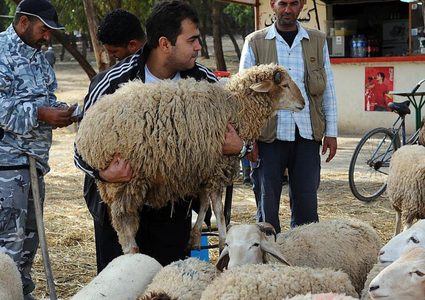 الزراعة: أحضرنا 25 الف أضحية... وإليكم أسعار اللحوم